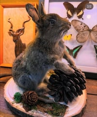 Image 2 of Make your own Taxidermy Rabbit workshop Thursday 15th Jan. 5.30-9pm
