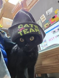 Image 1 of Beanie  Cats Team