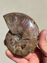 Image 4 of Purple Iridescent Ammonite Shell Fossil | Madagascar #3063