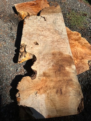 Maple Burl 1