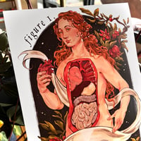 Image 2 of Anatomical Venus Poster