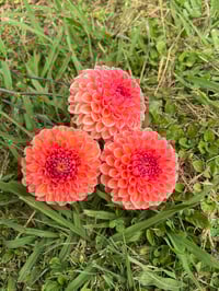 Image 1 of Unfurlings Leah