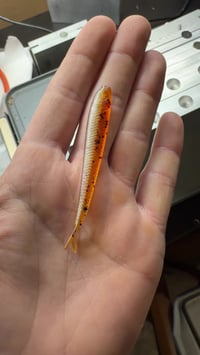 Image 4 of 3” Helter Smelter “Hot Honey/ Pearl” 