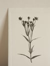 Greater Stitchwort 01 - A5 - Original Botanical Monoprint