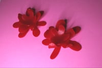 Image 2 of Bloom