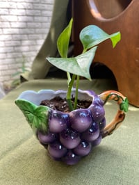 Image 1 of Golden Pothos in Grape Gravy Boat