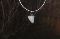 Image 1 of Unicorn Tooth