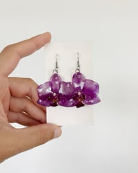 Image 2 of Phalaenopsis | aretes
