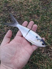 Image 3 of Snack Shad