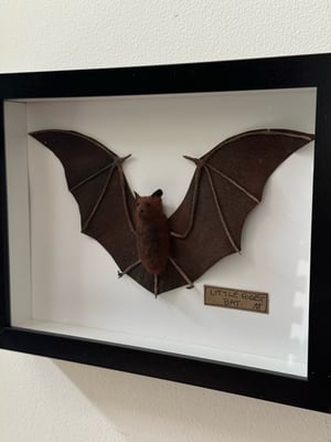Image of Little forest bat 1 faux taxidermy