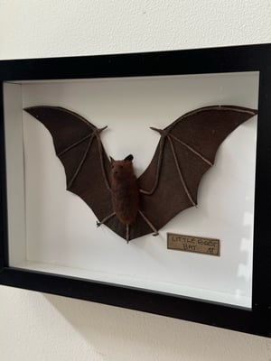 Image of Little forest bat  1 faux taxidermy 