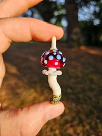 Image 1 of Amanita Muscaria #3
