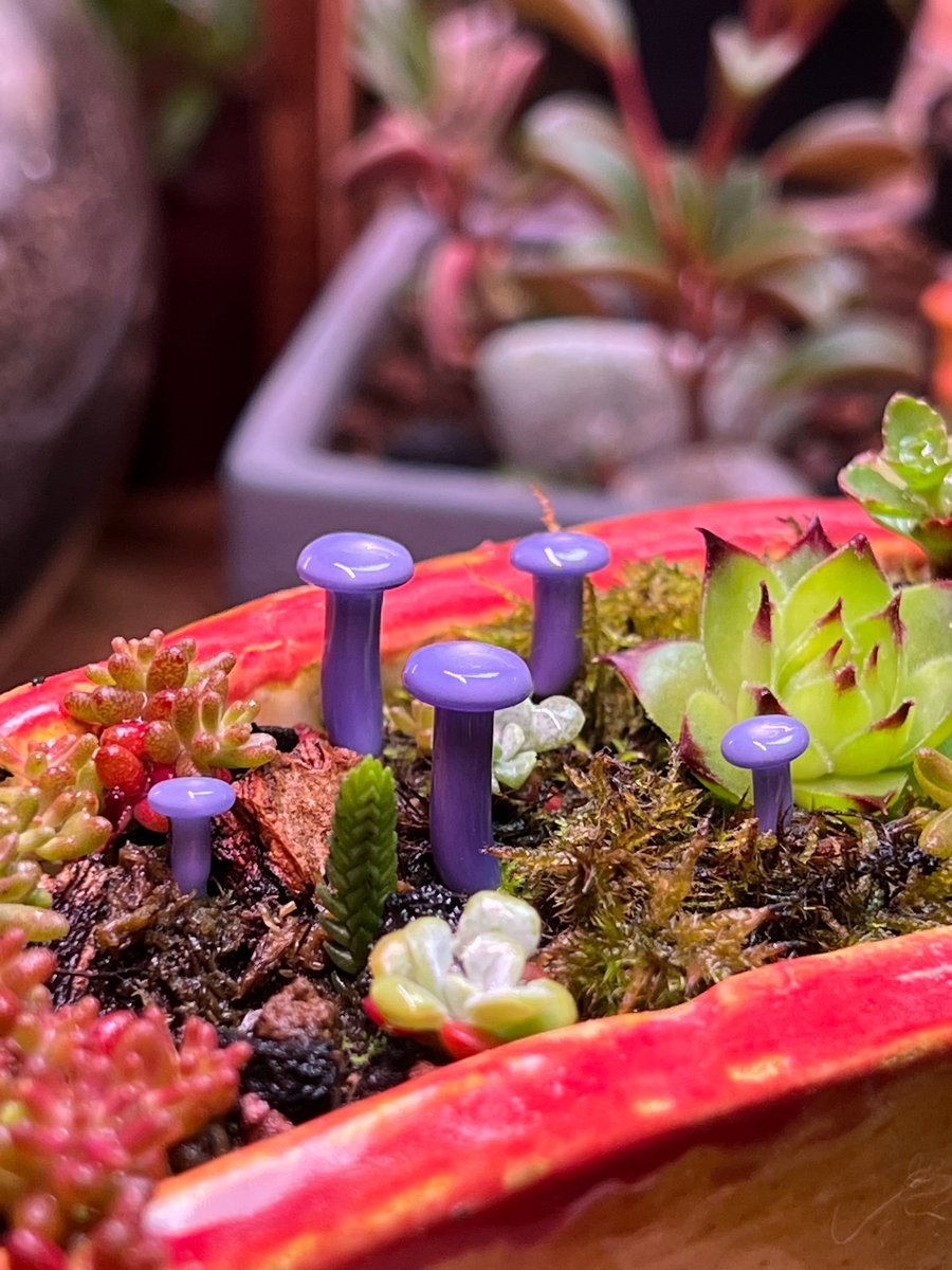 Image of 5 Purple Mushroom Plant Spikes