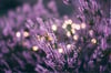 Lavender Flower Buds