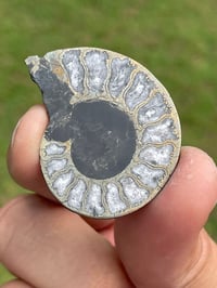 Image 12 of Pyrite Ammonite Fossil Pair #1268