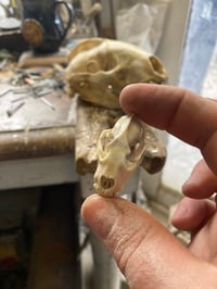 Image 4 of Antler Badger skull pendant 