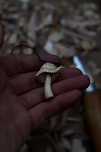 Image 4 of Silver Birch Mushroom 