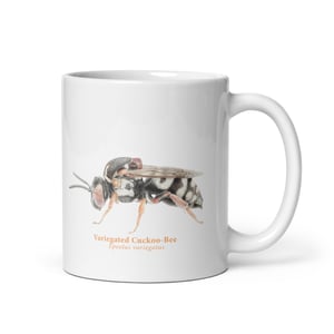 Colletes Epeolus mug