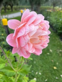 Image 4 of Rosemary Webb - Waterlily Type Dahlia 