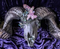 Image 1 of Lavender & Aura Quartz, Carborundum - Ram Skull