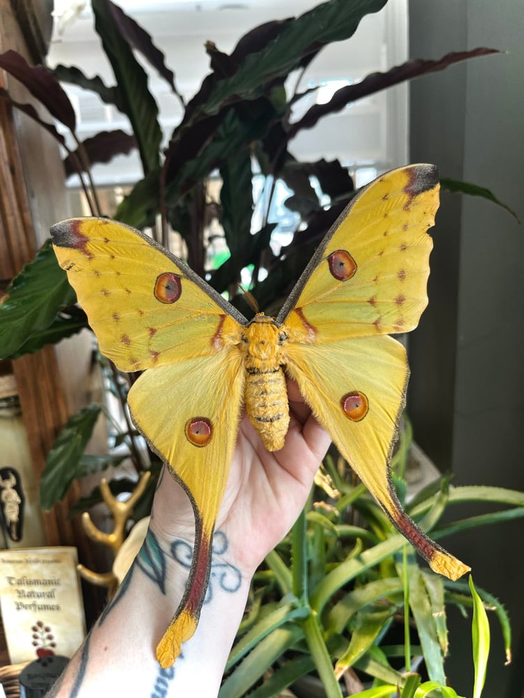 Image of Ornate Framed “Argema Mittrie” Comet Moth 