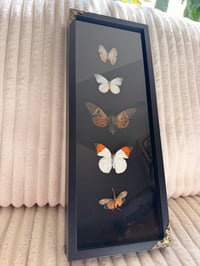Image 2 of Cabinet of Wings