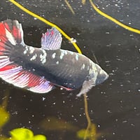 Image of Avatar Gold Red Vampire HMPK Female