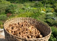 Image 2 of Gardening Workshop