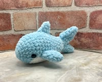 Image 1 of Finn the Great White Shark