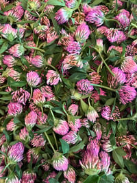 Image 2 of Red Clover Elixir