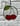 Sweet Cherries