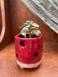 Image 2 of Blue Echeveria in Sweet Lady Bug