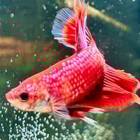 Image of Multicolour Betta Male (Long finage)