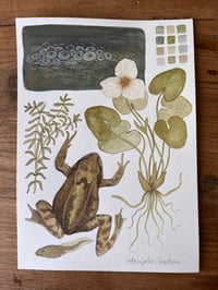 Image 1 of Frog Original Watercolour Painting