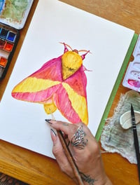 Image 5 of Rosy Maple Moth ORIGINAL ARTWORK copy