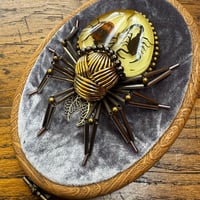 Image 3 of Specimen spider (f,  4x5 inches)