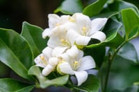 Neroli & White Jasmine
