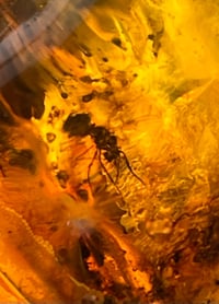 Image 2 of Ant and Sider trapped in Amber. 