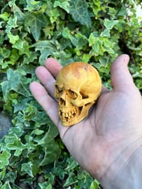 Image 3 of Boxwood Skull