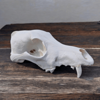 Image 1 of Coyote Skull ( Craft Grade ) 