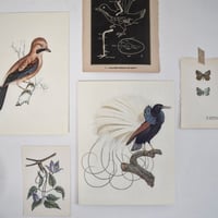 Image 1 of Planches De Bestiaire Du Muséum D'histoire Naturelle - les oiseaux .