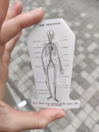 SKELETON DIAGRAM sticker