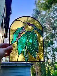 Image 1 of Begonia Arc 