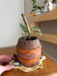 Image 5 of Prayer Plant in Pirate Barrel