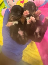 Image 2 of Mocha & Kash SMALL Traditional Yorkie Girl