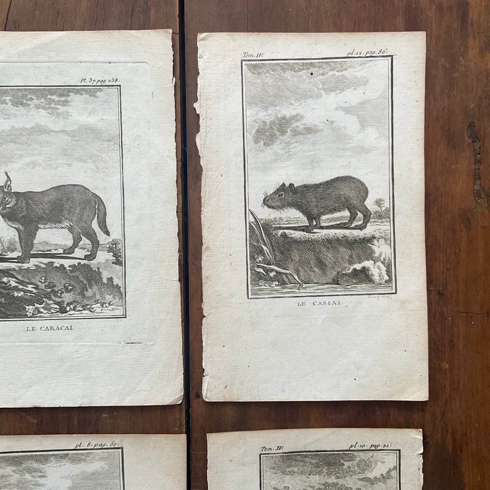 Image of French Natural History Pictures no.2