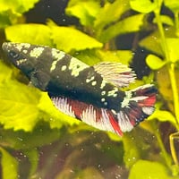 Image of Avatar Gold Red Vampire HMPK Female