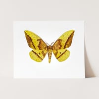 Image 4 of Emperor Moth LIMITED EDITION PRINT