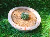 Image 1 of Organic Mammillaria Terrazzo Pond