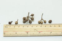 Image 3 of Mini Gumnuts